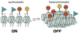 Euchromatin and heterochromatin structure and activity