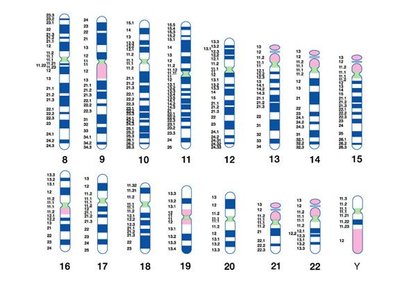 Idiogram of human chromosomes