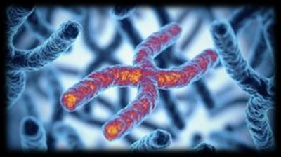 Types of aneuploidy: nullisomy, monosomy, trisomy, tetrasomy