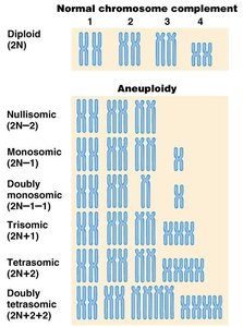More about aneuploidy