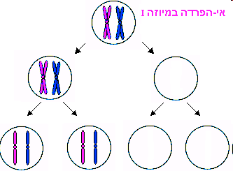 Nondisjunction in meiosis I
