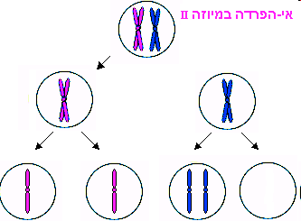 Nondisjunction in meiosis II