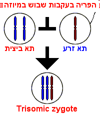 Formation of a trisomic zygote due to nondisjunction