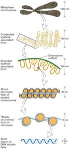 Levels of DNA packaging in chromosomes