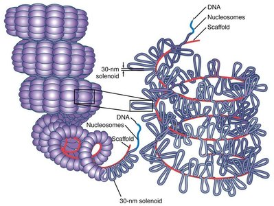 30-nm solenoid and higher-order chromatin structure