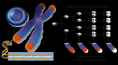 Telomere structure and shortening during cell division
