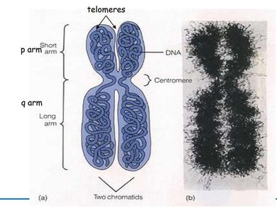 Chromosome structure with telomeres and centromere