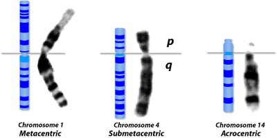 Types of chromosomes: metacentric, submetacentric, acrocentric