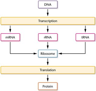 Central dogma: DNA to RNA to protein