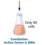 Conclusion: DNA is the active factor