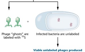 35S-labeled protein does not enter bacteria