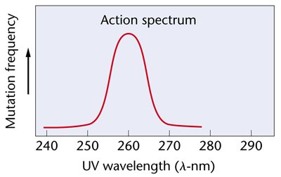 Absorption spectra of nucleic acids and proteins