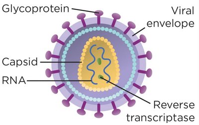 Retrovirus structure with reverse transcriptase