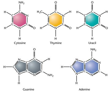 Structures of guanine and adenine