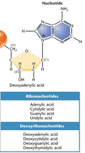 Nucleoside diphosphate and triphosphate