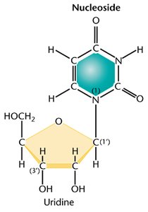 Phosphodiester bond in DNA