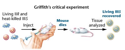 Griffith's critical experiment: transformation