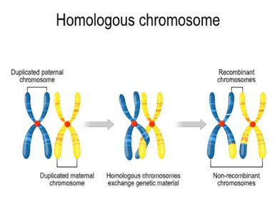 Homologous chromosomes exchange genetic material