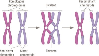Crossing over between non-sister chromatids