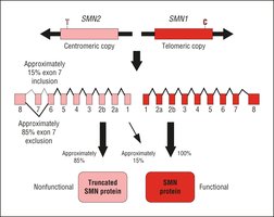 SMN1 and SMN2 gene splicing