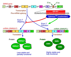 Spinraza mechanism of action
