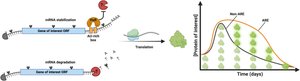 mRNA stability and degradation