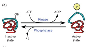 Protein phosphorylation mechanism