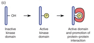 Activation of kinase domain by phosphorylation