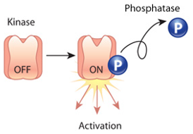 Kinase activation by phosphorylation