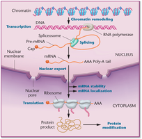 Gene expression regulation overview