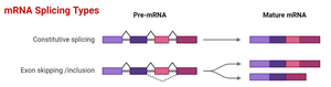 Exon skipping and constitutive splicing
