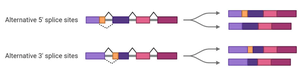 Alternative splice site types