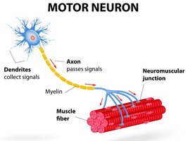 Motor neuron structure