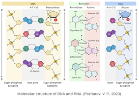Molecular structure of DNA and RNA, showing sugar, base, and strand differences