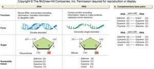 Table comparing DNA and RNA: function, form, sugar, and bases