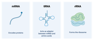 Diagram of mRNA, tRNA, and rRNA with their functions