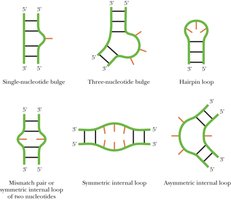 Examples of RNA secondary structures: bulges, hairpin loops, internal loops