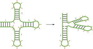 Diagram of RNA junctions and complex secondary structures