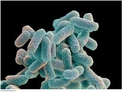 Escherichia coli bacteria