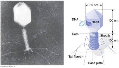 Bacteriophage T2 structure