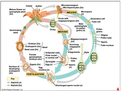 Diagram of flower whorls in Arabidopsis thaliana
