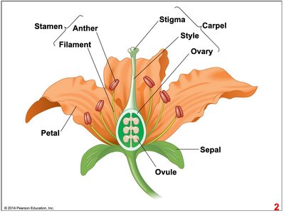 Diagram of flower whorls in Arabidopsis thaliana