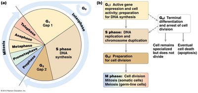Cell cycle phases and their functions