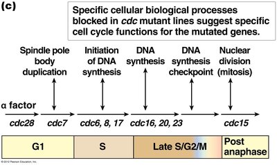 Cellular processes blocked in cdc mutants