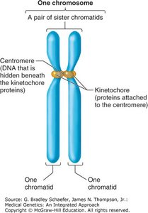 Diagram of a chromosome with centromere and chromatids labeled