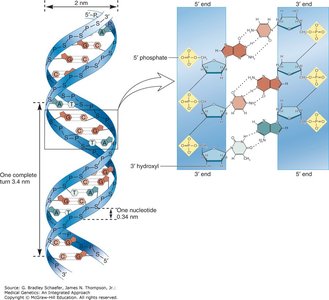 DNA double helix structure with labeled components