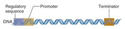 Gene structure with regulatory sequence, promoter, and terminator