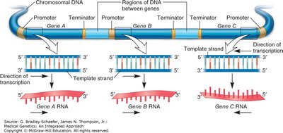 Transcription of genes from DNA to RNA