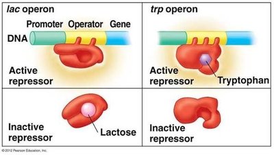 Lac and trp operon regulation mechanisms