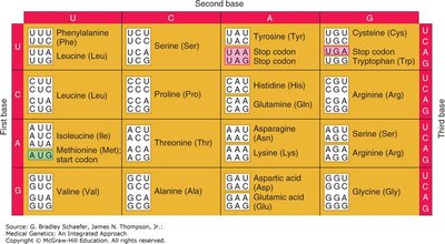 Genetic code table showing codons and corresponding amino acids